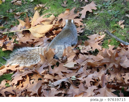 アメリカ　ボストン　アメリカ最古の公園　ボストン・コモン　落ち葉の中に　リス　冬眠の準備 97639715
