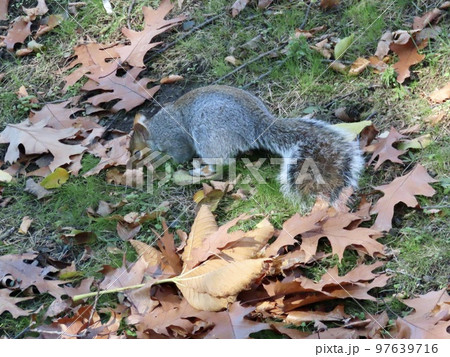 アメリカ　ボストン　アメリカ最古の公園　ボストン・コモン　リス　冬眠の準備 97639716