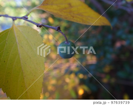 ムクノキ 97639739