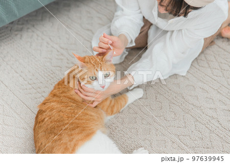 綿棒を使って猫の耳掃除をする飼い主のアジア人女性 97639945
