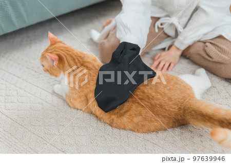 猫のグルーミングをするペットブラシ・グローブで抜け毛を取る飼い主 猫のグルーミングをするペットブラシ・グローブで抜け毛を取る飼い主 97639946