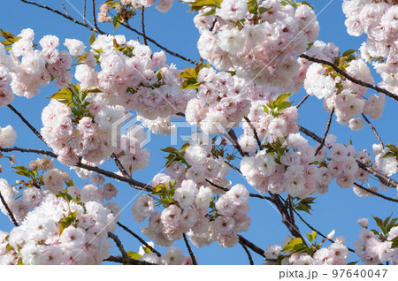 八重桜　春のイメージ 97640047