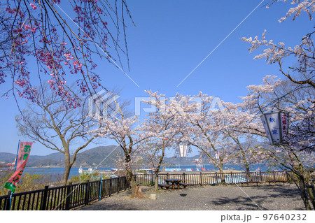 福井県敦賀市　金ヶ崎の桜 97640232