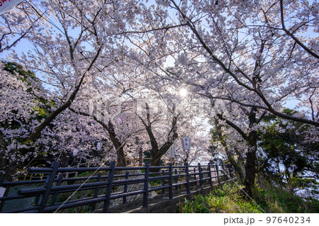 福井県敦賀市　金ヶ崎の桜 97640234