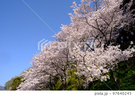 福井県敦賀市 金ヶ崎の桜 福井県敦賀市 金ヶ崎の桜 97640245