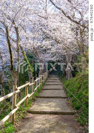 福井県敦賀市 金ヶ崎の桜 福井県敦賀市 金ヶ崎の桜 97640260
