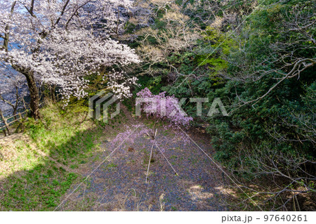 福井県敦賀市 金ヶ崎の桜 福井県敦賀市 金ヶ崎の桜 97640261
