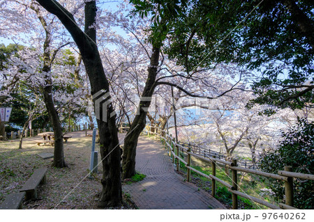 福井県敦賀市 金ヶ崎の桜 福井県敦賀市 金ヶ崎の桜 97640262