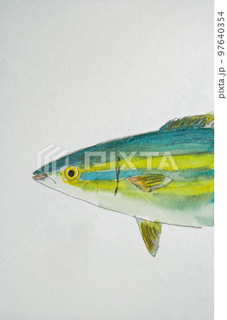 沖縄の魚たち大集合 97640354