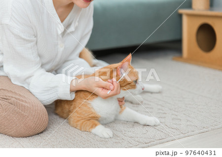綿棒を使って猫の耳掃除をする飼い主のアジア人女性 97640431