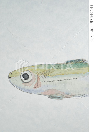 沖縄の魚たち大集合 97640443