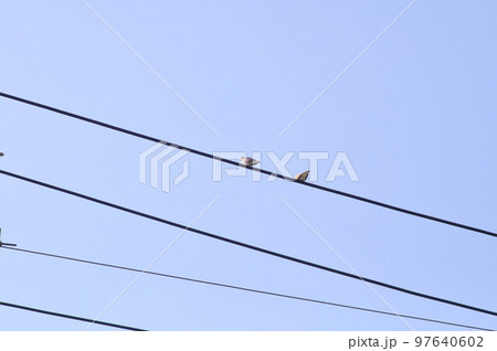 cable and a bird , dove on the cable 97640602