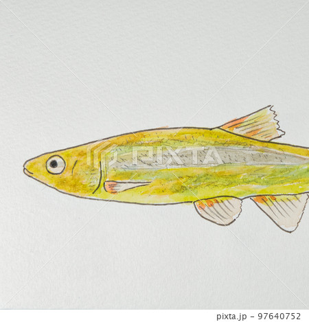 日本の魚世界の魚大集合（淡水魚） 97640752