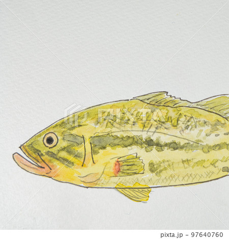 日本の魚世界の魚大集合（淡水魚） 97640760