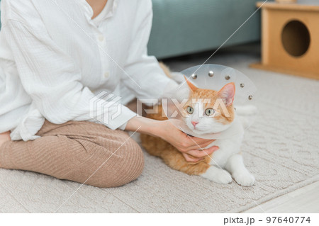 家でエリザベスカラーをつけた猫 97640774