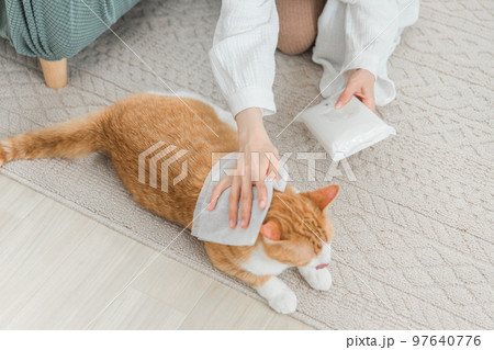猫の体拭きシート・シャンプータオル・ウェットシートで汚れを拭くアジア人女性 猫の体拭きシート・シャンプータオル・ウェットシートで汚れを拭くアジア人女性 97640776
