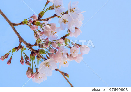 桜 春のイメージ 桜 春のイメージ 97640808