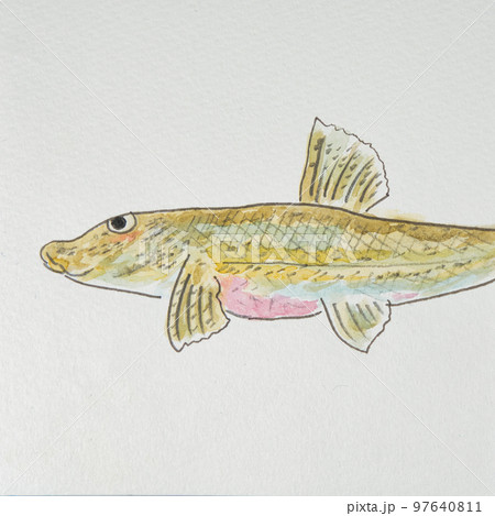 日本の魚世界の魚大集合(淡水魚) 日本の魚世界の魚大集合(淡水魚) 97640811