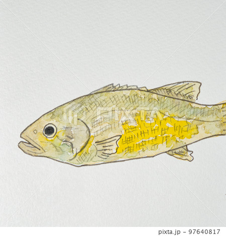 日本の魚世界の魚大集合(淡水魚) 日本の魚世界の魚大集合(淡水魚) 97640817