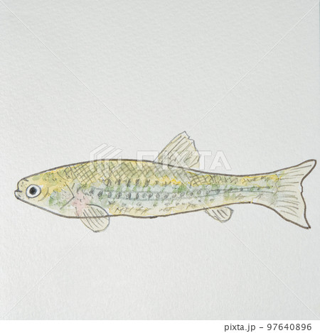 日本の魚世界の魚大集合（淡水魚） 97640896