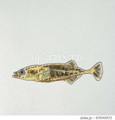 日本の魚世界の魚大集合（淡水魚） 97640972