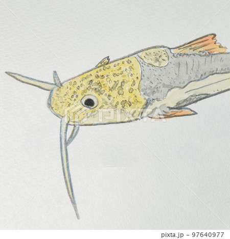 日本の魚世界の魚大集合(淡水魚) 日本の魚世界の魚大集合(淡水魚) 97640977