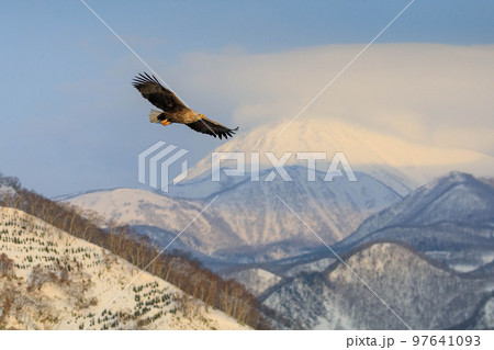 【北海道】知床半島のオジロワシ 97641093