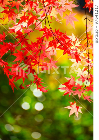 香嵐渓の紅葉 香嵐渓の紅葉 97641217