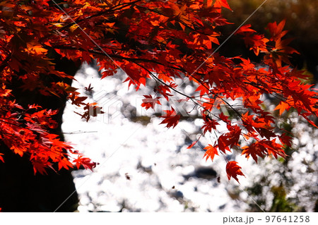 香嵐渓の紅葉 香嵐渓の紅葉 97641258