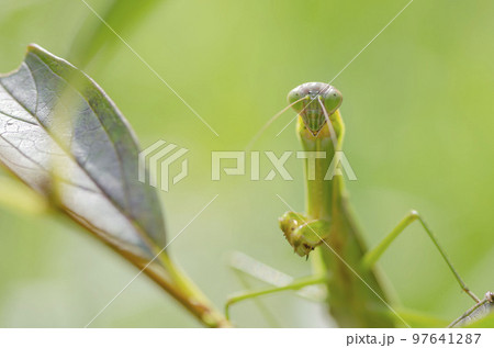 オオカマキリ 97641287