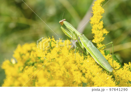 オオカマキリ オオカマキリ 97641290
