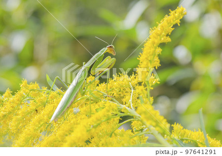 オオカマキリ オオカマキリ 97641291