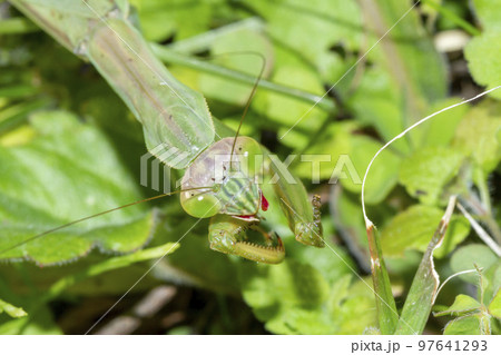 オオカマキリ オオカマキリ 97641293