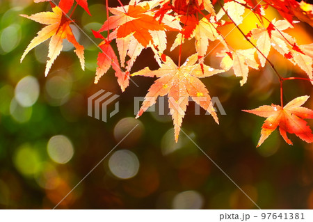 香嵐渓の紅葉 香嵐渓の紅葉 97641381