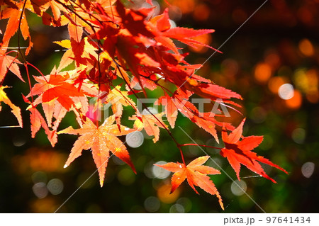 香嵐渓の紅葉 香嵐渓の紅葉 97641434