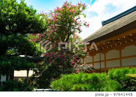 【近畿三十六不動霊場】第十七番　曼殊院門跡　中庭のサルスベリと宸殿　京都府京都市左京区 97641448