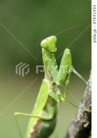 ハラビロカマキリ 97641493