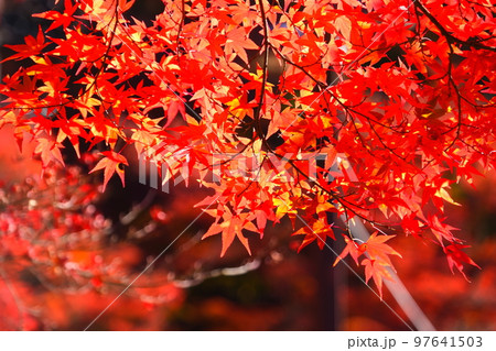 香嵐渓の紅葉 97641503