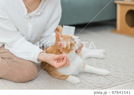 お薬を飲ませようとする飼い主と猫（投薬・病気） 97641541