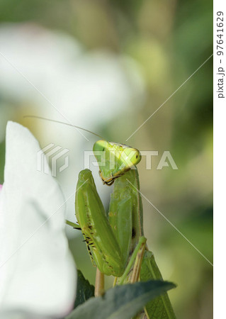 ハラビロカマキリ 97641629