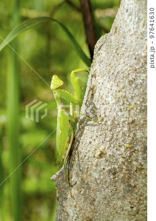 ハラビロカマキリ ハラビロカマキリ 97641630
