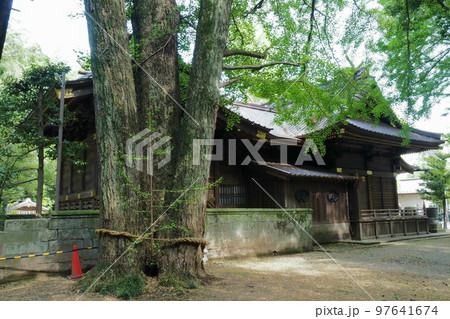 玉敷神社の御神木と社殿【埼玉県加須市】 97641674