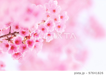 寒緋桜　カンヒザクラ　緋寒桜　ヒカンザクラ　前ボケ　背景ボカシ 97641826