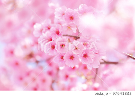 寒緋桜　カンヒザクラ　緋寒桜　ヒカンザクラ　前ボケ　背景ボカシ 97641832