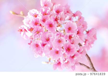 寒緋桜 カンヒザクラ 緋寒桜 ヒカンザクラ 寒緋桜 カンヒザクラ 緋寒桜 ヒカンザクラ 97641839