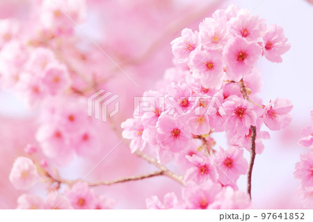 寒緋桜　カンヒザクラ　緋寒桜　ヒカンザクラ　背景ボカシ 97641852