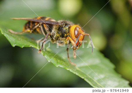 スズメバチ スズメバチ 97641949