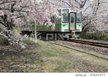 新潟県・弥彦駅　満開の桜と列車 97641977