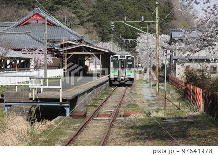 新潟県・弥彦駅　満開の桜と列車 97641978
