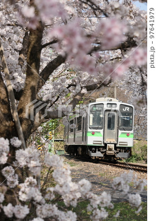 新潟県・弥彦駅　満開の桜と列車 97641979